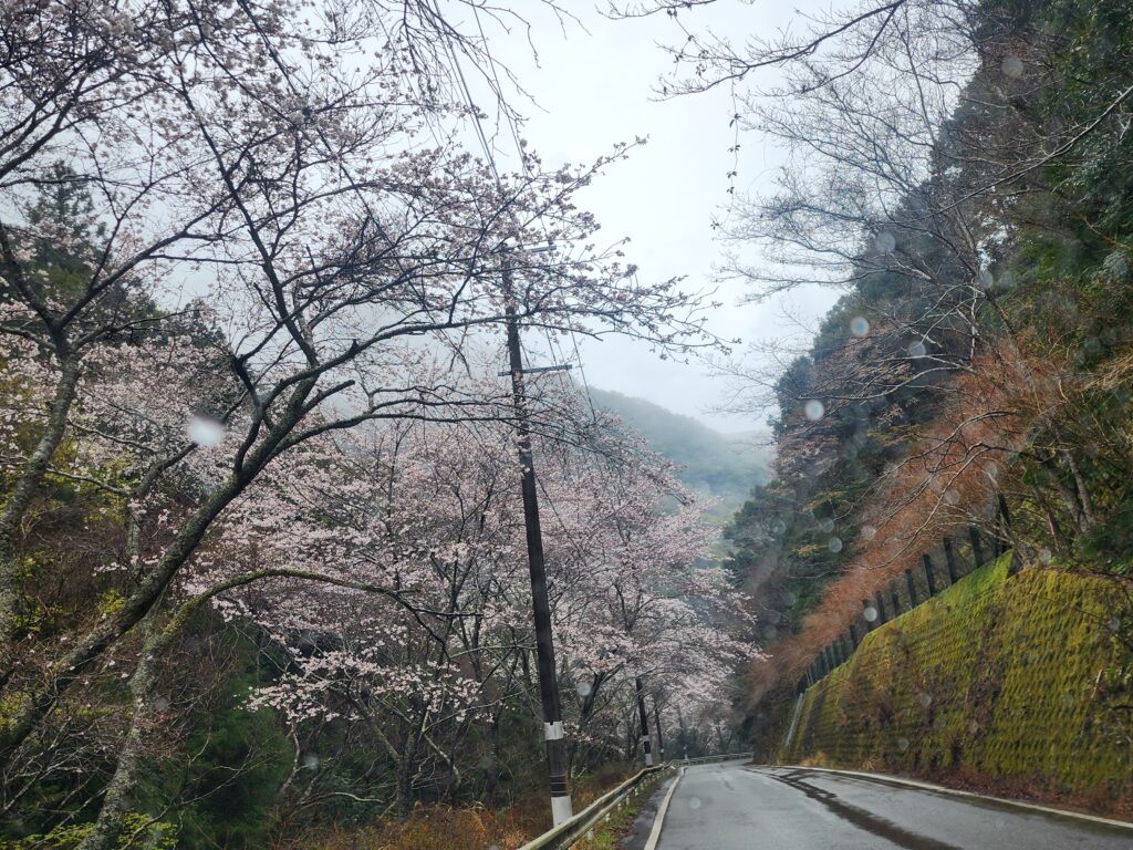レクでお花見に行って来ました🌸